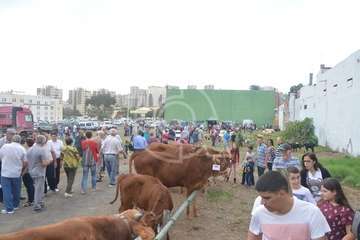 La feria de ganado, atractivo principal de la jornada matutina en Jinámar (Foto Antonio Alí y Francisco Javier Santana)
